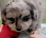 Pomachon Puppies For Sale Lone Star Pups
